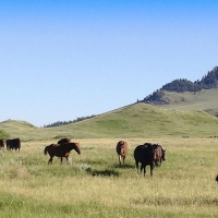 IX Ranch images 3