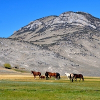 Lost Peaks Ranch