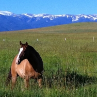 Red Lodge Creek Ranch images 6