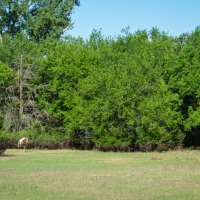 Arkansas River Hunt Ranch images 3