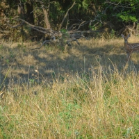Arkansas River Hunt Ranch images 4