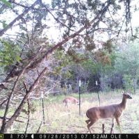 Daily Deer and Hog Lease in 40 Acres of Johnson County