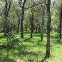 Hunting &nbsp; Recreational Ranch Land For Sale in Young County  TX images 2
