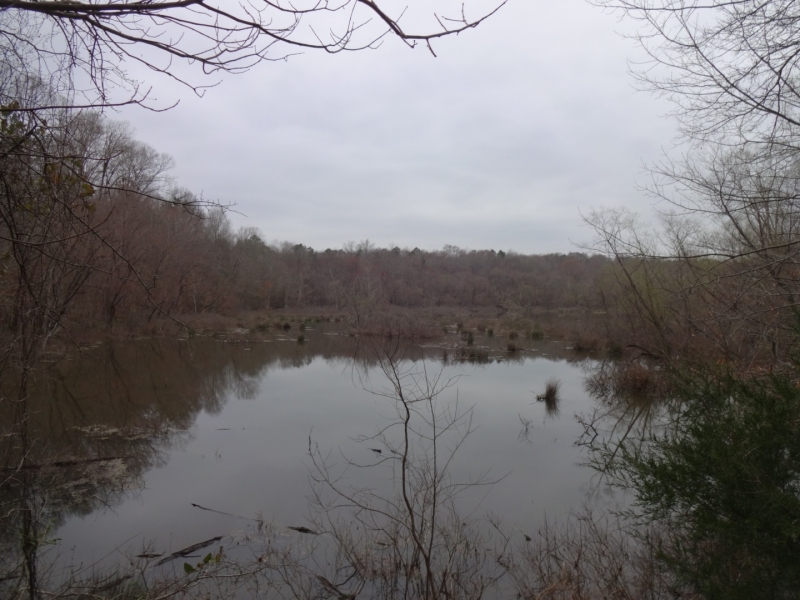-66.57-Acres-Duck Hunting Opportunity on 8.5 Acre Beaver Swamp featured image