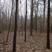 -66.57-Acres-Duck Hunting Opportunity on 8.5 Acre Beaver Swamp images 3