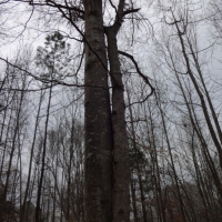 -66.57-Acres-Duck Hunting Opportunity on 8.5 Acre Beaver Swamp images 4