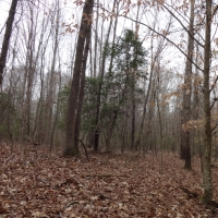 -66.57-Acres-Duck Hunting Opportunity on 8.5 Acre Beaver Swamp images 6