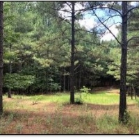 159.9 Acres in Grenada County in Grenada  MS images 3
