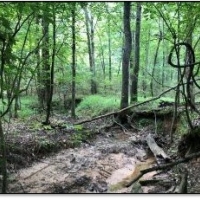 159.9 Acres in Grenada County in Grenada  MS images 5