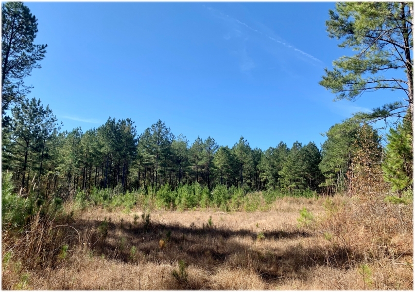 48.8 Acres in Webster County in Cumberland  MS featured image
