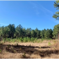 48.8 Acres in Webster County in Cumberland  MS images 1