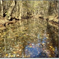 48.8 Acres in Webster County in Cumberland  MS images 2