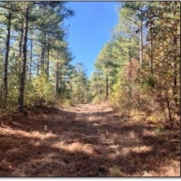 48.8 Acres in Webster County in Cumberland  MS images 3