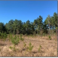 48.8 Acres in Webster County in Cumberland  MS images 4