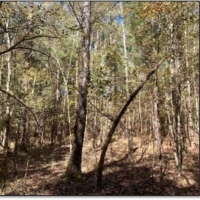 48.8 Acres in Webster County in Cumberland  MS images 5