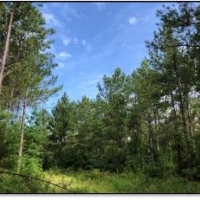 48.8 Acres in Webster County in Cumberland  MS images 6