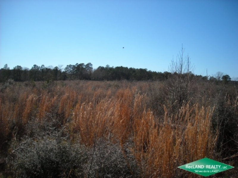 25 ac - Newly Planted Pine Plantation near Toledo Bend featured image
