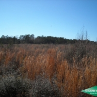 25 ac - Newly Planted Pine Plantation near Toledo Bend