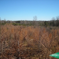 25 ac - Newly Planted Pine Plantation near Toledo Bend images 2