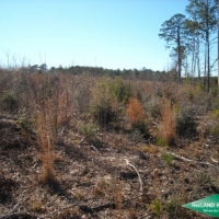 25 ac - Newly Planted Pine Plantation near Toledo Bend images 4