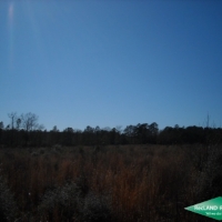 25 ac - Newly Planted Pine Plantation near Toledo Bend images 5