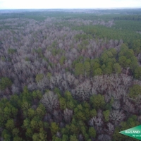 35 ac - Timberland Adjoining Nat l Forest - PRICE REDUCED images 2