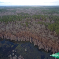 35 ac - Timberland Adjoining Nat l Forest - PRICE REDUCED images 3