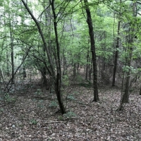 35 ac - Timberland Adjoining Nat l Forest - PRICE REDUCED images 4