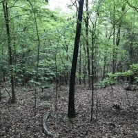 35 ac - Timberland Adjoining Nat l Forest - PRICE REDUCED images 5