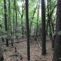 35 ac - Timberland Adjoining Nat l Forest - PRICE REDUCED images 6