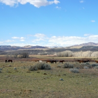 Crowheart River Property images 5