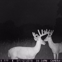 Greenwood County Duck  amp  Deer Hunt images 6