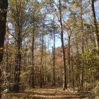 73 Acres in Winston County in Noxapater  MS images 3