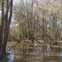 73 Acres in Winston County in Noxapater  MS images 5