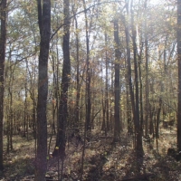 73 Acres in Winston County in Noxapater  MS images 6