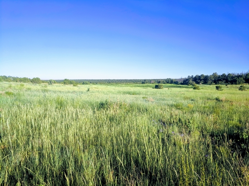 Ohlsen Ranch featured image