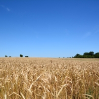 Central KS Farm  amp  Grass images 2