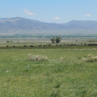 Schrader Creek Ranch  Del Norte images 4