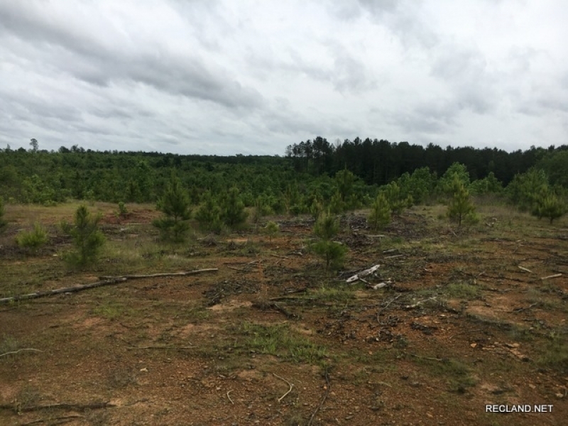 88.9 ac - Timberland  Hunting &nbsp;  Minerals - REDUCED featured image