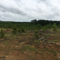 88.9 ac - Timberland  Hunting &nbsp;  Minerals - REDUCED