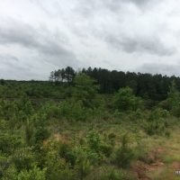 88.9 ac - Timberland  Hunting &nbsp;  Minerals - REDUCED images 3