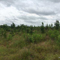 88.9 ac - Timberland  Hunting &nbsp;  Minerals - REDUCED images 5