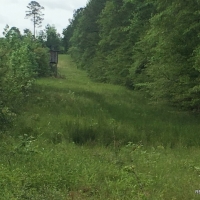 88.9 ac - Timberland  Hunting &nbsp;  Minerals - REDUCED images 6