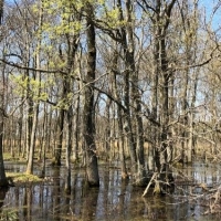 262.4 Acres in Tunica County in Robinsonville  MS