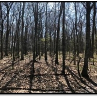 262.4 Acres in Tunica County in Robinsonville  MS images 3