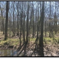 262.4 Acres in Tunica County in Robinsonville  MS images 4