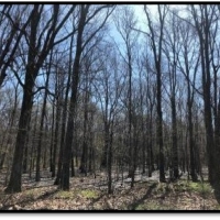 262.4 Acres in Tunica County in Robinsonville  MS images 5