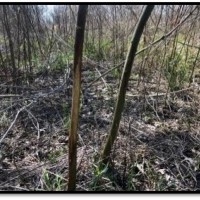 262.4 Acres in Tunica County in Robinsonville  MS images 6
