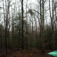 5 ac - Small Hunting Tract images 3