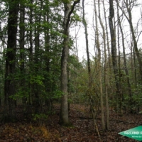 5 ac - Small Hunting Tract images 4